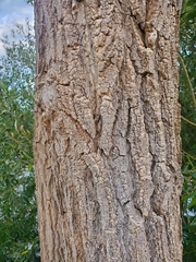 Populus deltoides
