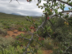 Gloveria integrifolia