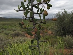Gloveria integrifolia