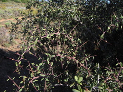 Gloveria integrifolia