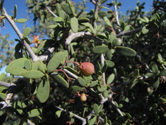Gloveria integrifolia