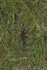 Gentianella germanica