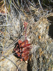 Crassula atropurpurea