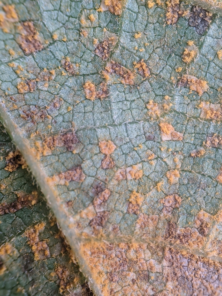 Hydrangea Rust
