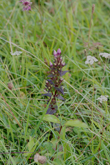 Gentianella germanica