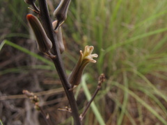Tulista pumila