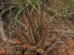 Tulista pumila