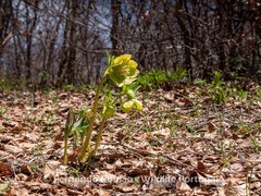 Helleborus viridis abruzzicus