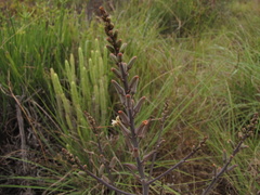 Tulista pumila