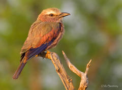 Coracias naevius mosambicus