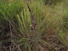 Tulista pumila