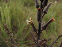 Tulista pumila