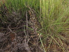 Tulista pumila