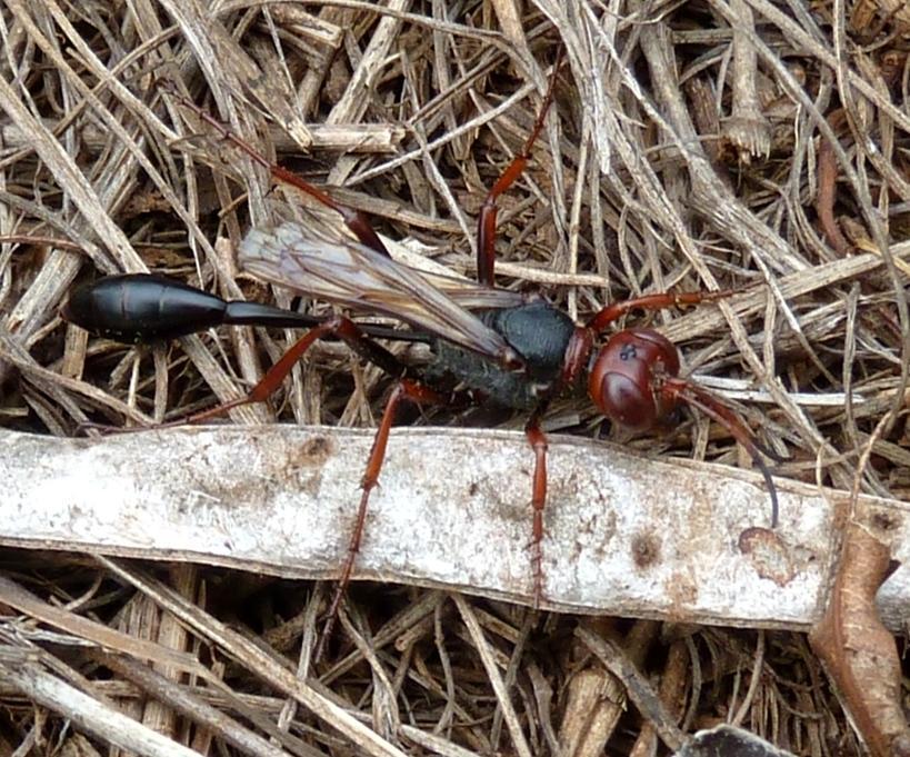 Fire Caterpillar-hunting Wasp