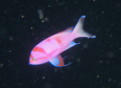 Pseudanthias pleurotaenia