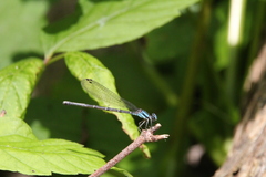 Argia tibialis