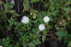 Mesembryanthemum aitonis