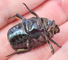 Protaetia morio