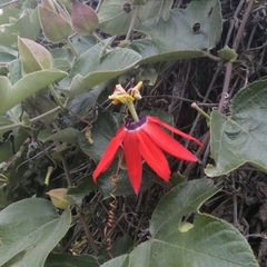 Passiflora manicata