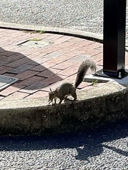 Sciurus carolinensis