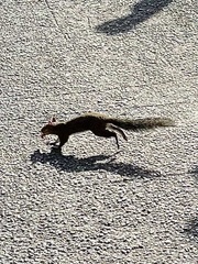 Sciurus carolinensis