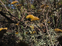 Helichrysum rutilans