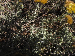Helichrysum rutilans