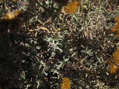 Helichrysum rutilans