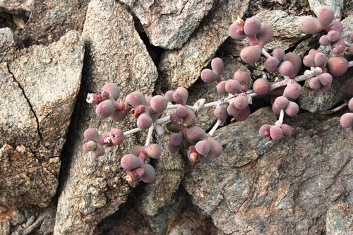 Ruschia pillansii
