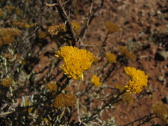Helichrysum rutilans