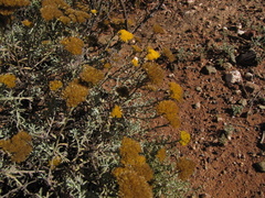 Helichrysum rutilans