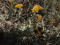 Helichrysum rutilans