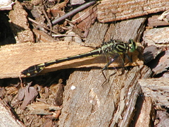 Gomphurus dilatatus