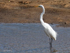 Ardea alba melanorhynchos