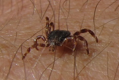 Hyalomma