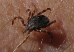 Hyalomma