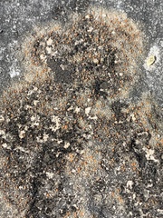 Protoblastenia rupestris