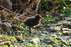 Gallinula chloropus