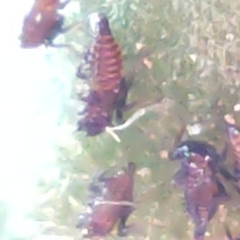 Insecta