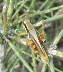 Melanoplus glaucipes