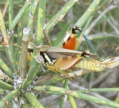 Melanoplus glaucipes