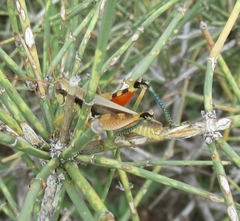 Melanoplus glaucipes