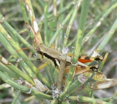 Melanoplus glaucipes