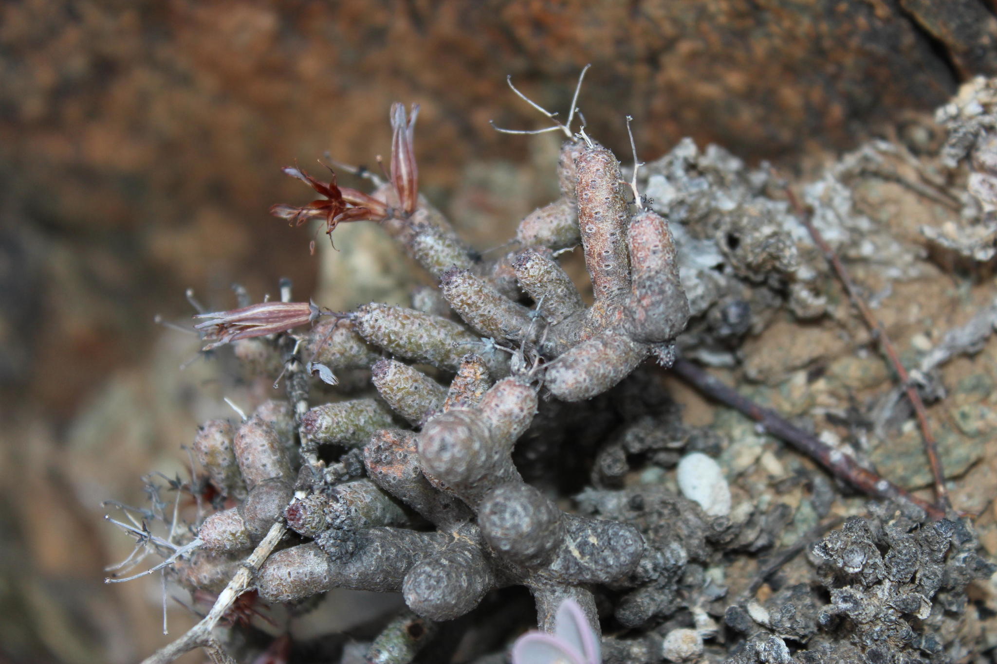 Tylecodon buchholzianus