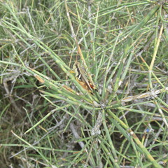 Melanoplus glaucipes
