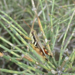 Melanoplus glaucipes