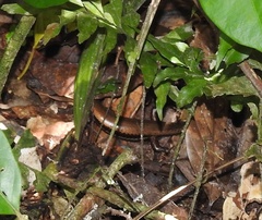 Copeoglossum nigropunctatum