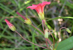 Oxalis pendulifolia