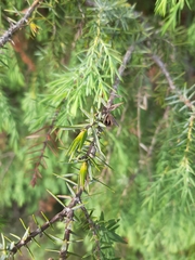 Oligotrophus juniperinus