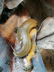 Geomalacus anguiformis